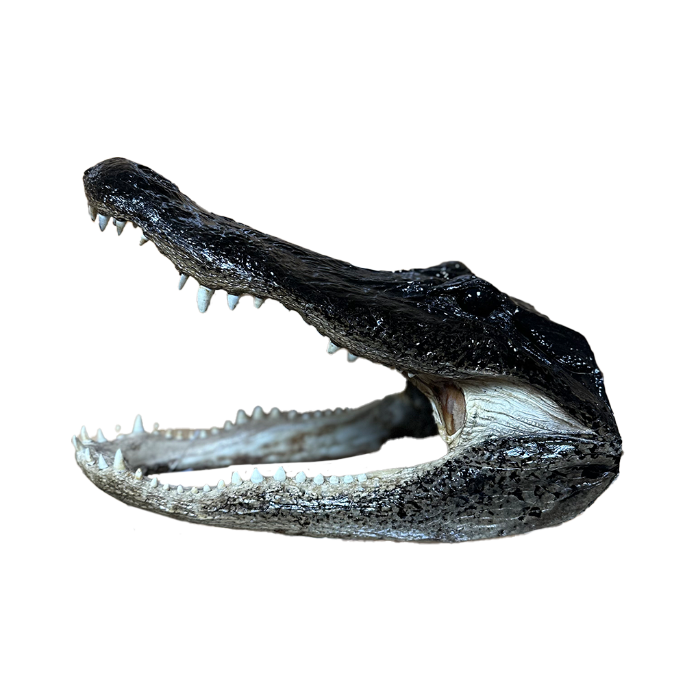 Signed Small Gator Head By Troy and Jacob Landry