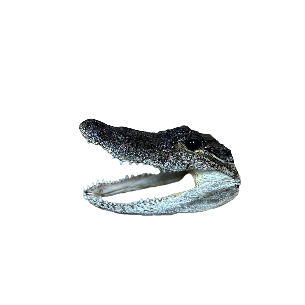 Signed Small Gator Head By Troy and Jacob Landry